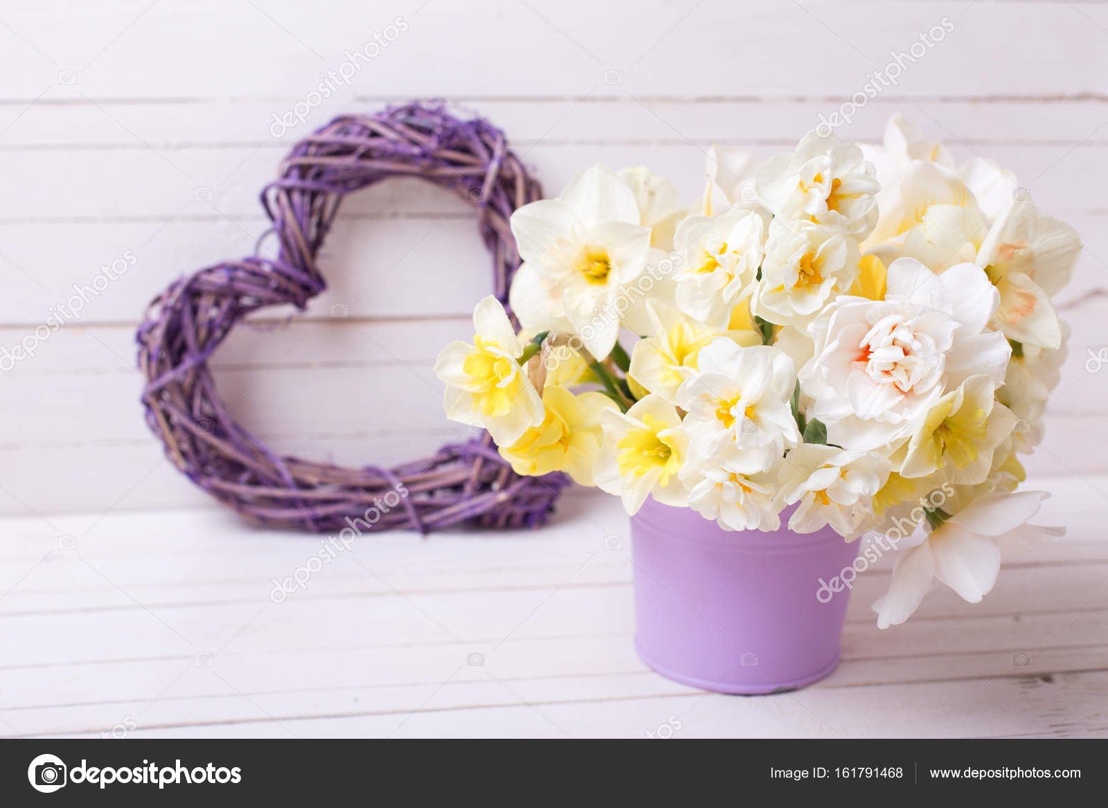 紫罗兰色锅的水仙或水仙花春花 图库照片 C Daffodil 紫罗兰色锅的水仙或水仙花春花 图库照片 C Daffodil
