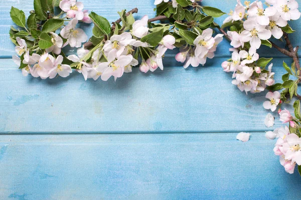 Frame from apple tree  flowers — Stock Photo, Image