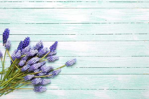 Bunch of  blue muscary flowers — Stock Photo, Image