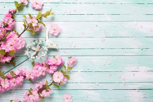Flores de amêndoa rosa em fundo de madeira turquesa . — Fotografia de Stock