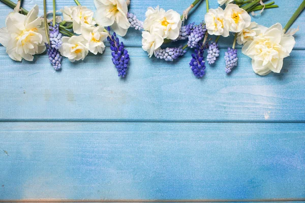 Muscaries azules y flores de narcisos —  Fotos de Stock