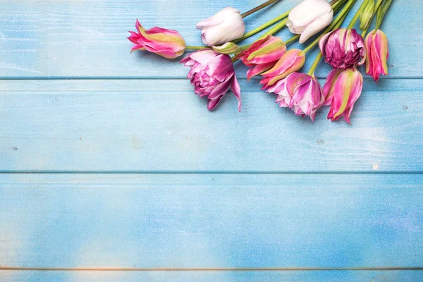 Primavera tulipa flores — Fotografia de Stock
