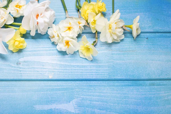 Färgglada vårblommor narcissus — Stockfoto