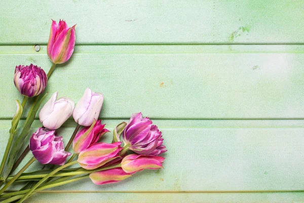 Massa ljusa rosa vårblommor tulip — Stockfoto