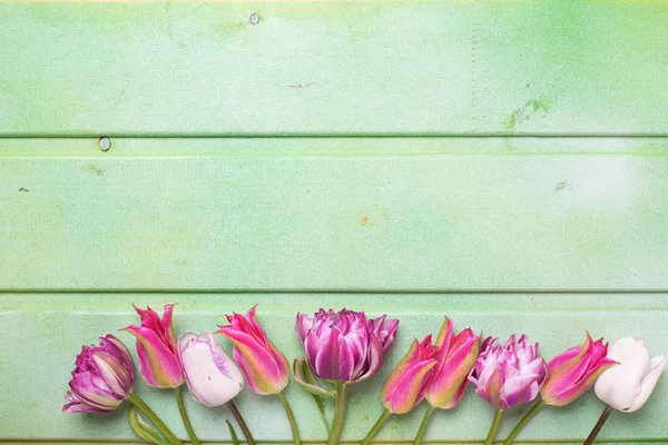 明亮的粉色春天的郁金香花朵的行 — 图库照片