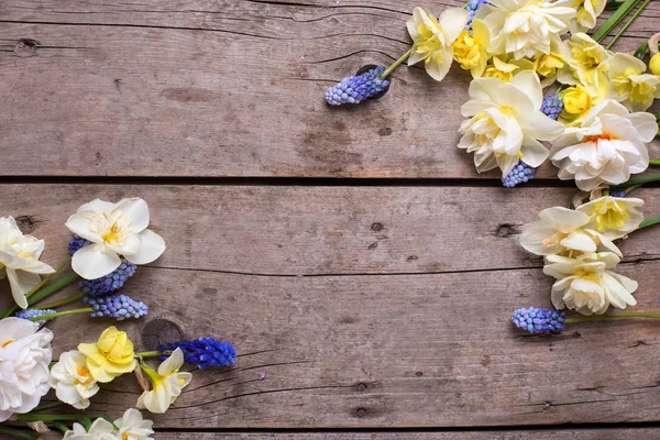 Frame from blue muscaries and white daffodils — Stock Photo, Image