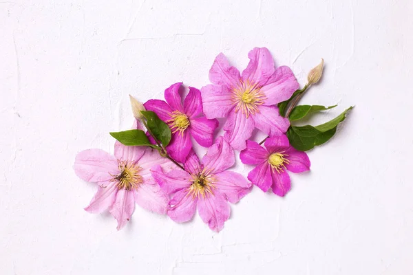 Violet été clématites fleurs — Photo