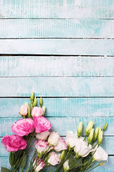 Flores de eustoma rosa e branco — Fotografia de Stock