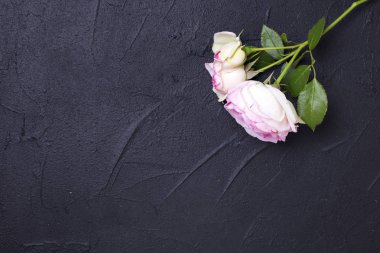 pembe gül çiçeği 