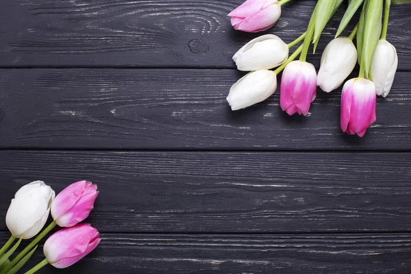 明亮的粉红色和白色郁金香花 — 图库照片