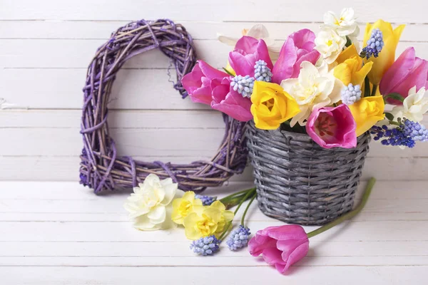 Ανοιξιάτικα λουλούδια της τουλίπες και daffodils — Φωτογραφία Αρχείου
