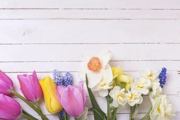 Grens van Lente tulpen en narcissen bloemen — Stockfoto
