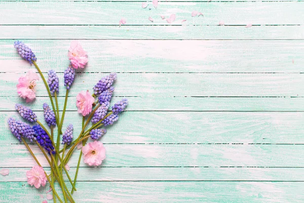 Rosa Mandeln Und Blaue Muskarien Blumen Auf Türkisfarbenem Holzhintergrund — Stockfoto