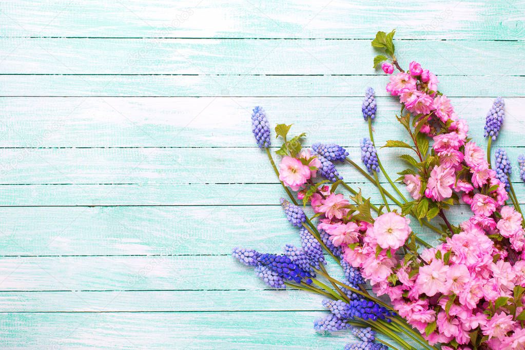 Background with spring flowers. Pink almond and blue muscaries flowers on turquoise wooden background with  copy space