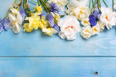 Çerçevelemek--dan mavi ahşap arka plan üzerinde renkli bahar laleler, nergis ve muscaries çiçekler