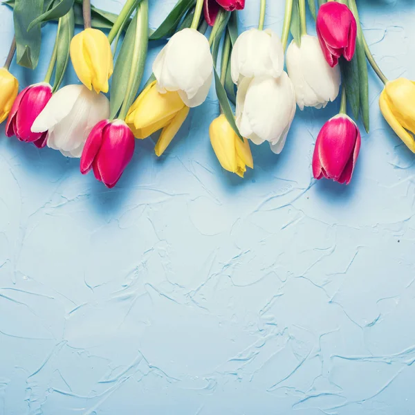 Ljust Gula Röda Och Vita Tulpaner Blommor Blå Texturerat Bakgrund — Stockfoto