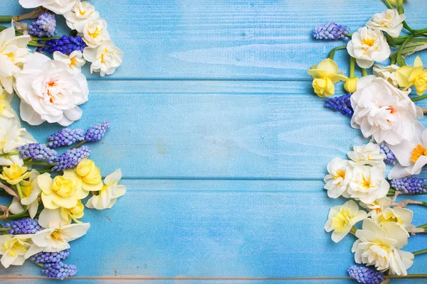Рамка Цветных Весенних Тюльпанов Нарциссов Мускулистых Цветов Синем Деревянном Фоне — стоковое фото