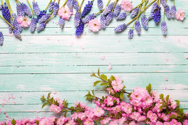 Border from pink almond flowers and blue muscaries on turquoise wooden background with copy space