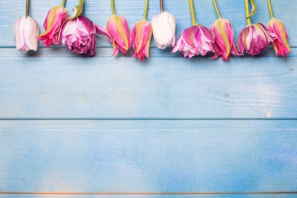 Gränsa Från Ljusa Rosa Tulpaner Blå Trä Bakgrund — Stockfoto