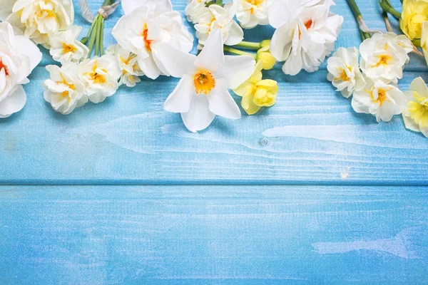 Çiçek Mavi Ahşap Arka Plan Üzerinde Beyaz Laleler Nergis Muscaries — Stok fotoğraf