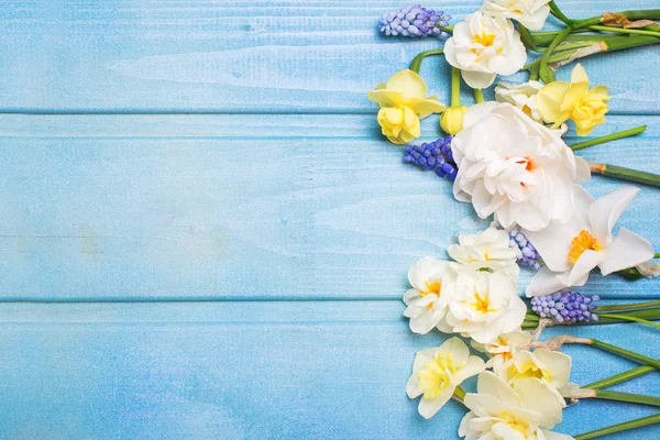 Frontera Coloridos Narcisos Primavera Flores Muscaries Sobre Fondo Madera Azul — Foto de Stock