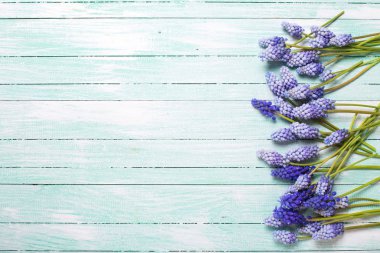 Turkuaz ahşap zemin üzerine mavi muscaries çiçekli çerçeve. Metin için yer. Seçici odak