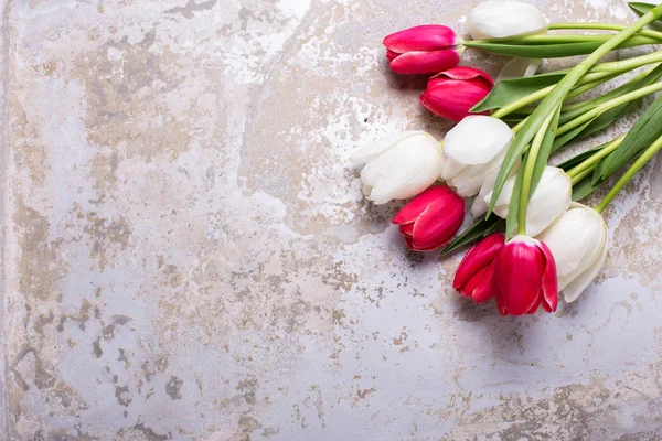Flores Brillantes Tulipanes Rojos Blancos Sobre Fondo Gris Texturizado Enfoque —  Fotos de Stock