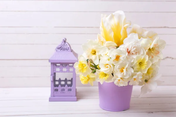 Coloridas Flores Narcisas Primavera Narcisos Maceta Violeta Linterna Decorativa Sobre —  Fotos de Stock