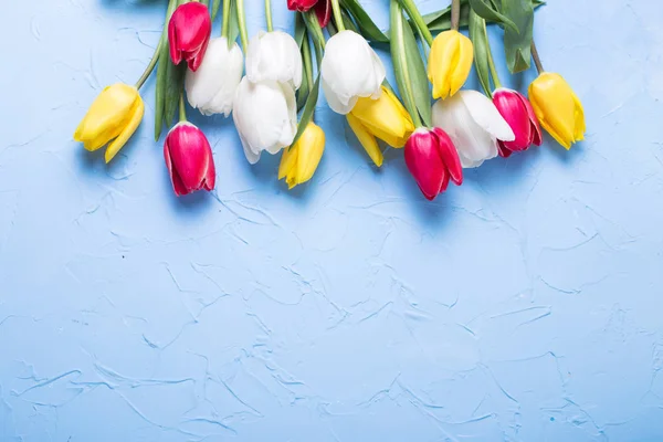 Ljust Gula Röda Och Vita Tulpaner Blommor Blå Texturerat Bakgrund — Stockfoto