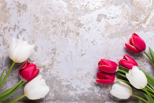 Red and white tulips flowers on grey textured  background. Selective focus. Place for text. Flat lay.