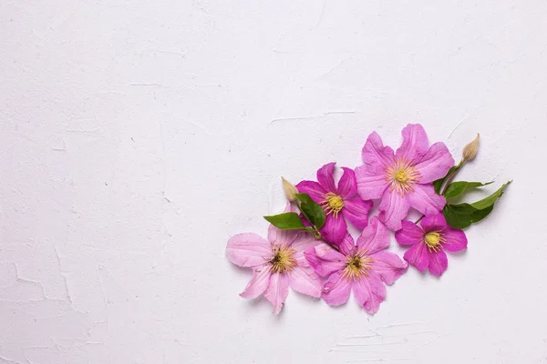 Frische Violette Klematisblüten Auf Grau Strukturiertem Hintergrund Flach Lag Attrappe — Stockfoto