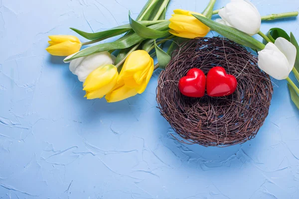 Dos Corazones Rojos Nido Flores Tulipanes Amarillos Blancos Sobre Fondo — Foto de Stock