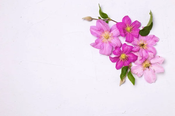 Veilchen Sommer Clematis Blüten Auf Grau Strukturierten Hintergrund — Stockfoto