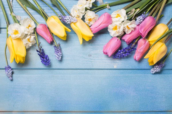 ピンクと黄色のチューリップ ブルー Muscaries 青い木製の背景に白い水仙の花 テキストを配置します 選択と集中 — ストック写真