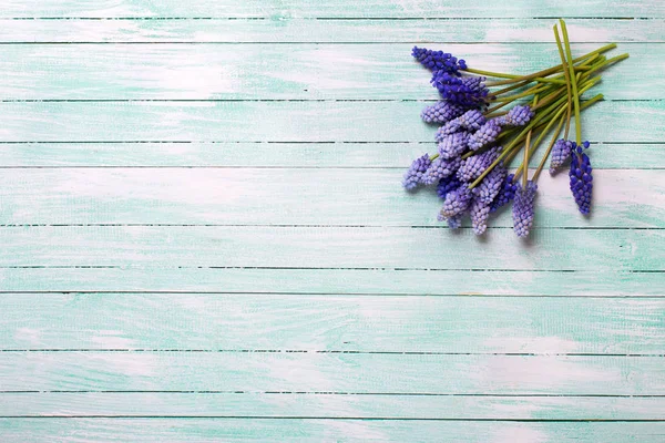 Hintergrund Mit Frühlingsblumen Blaue Muskarien Blühen Auf Türkisfarbenem Holzgrund Platz — Stockfoto