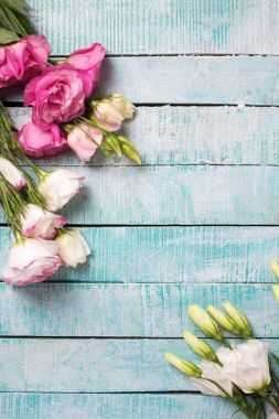 taze eustoma pembe ve beyaz çiçekler mavi ahşap zemin üzerine.