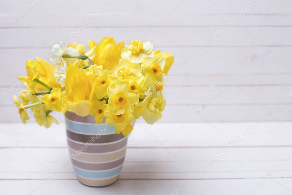 Bright yellow spring daffodils 