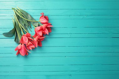 Turkuaz arka plan üzerinde pembe laleler.