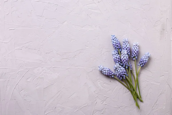 Kék tavaszi muscaries virágok — Stock Fotó