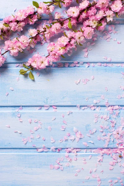 Hintergrund mit rosa Sakura-Blüten — Stockfoto