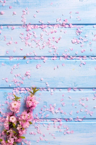 Rosa sakura blommor — Stockfoto