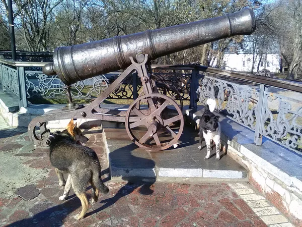 Century Cannon Chernihiv Historical Monument — Stock Photo, Image