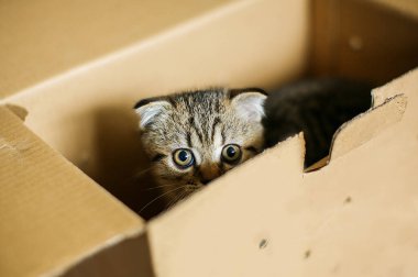 Kutudaki şirin kedi yavrusu. Evcil hayvan konsepti.