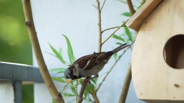 Passero Mangiare Pane Fronte Una Casa Alimentazione — Video Stock