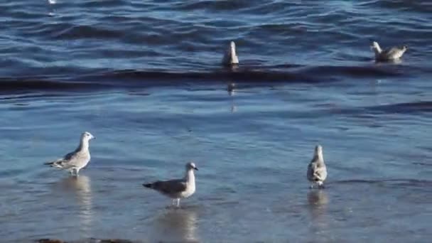 Gaivotas Estão Pescando Praia Dinamarca — Vídeo de Stock