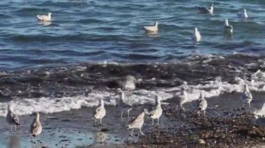 Danimarka sahilde yiyecek arayan martılar