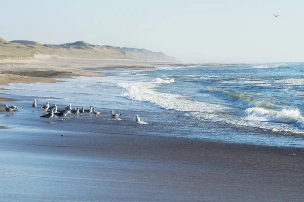 Seagulls Fishing Beach — Stock Photo, Image