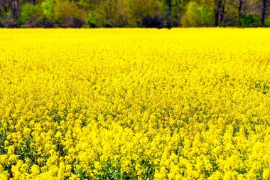 Tecavüz - Almanya 'da ilkbaharda tecavüz sahası