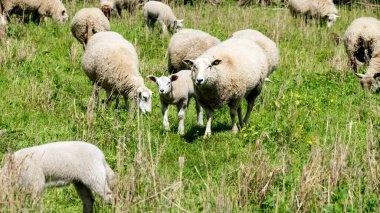 Elbe 'deki Ulusal Park' ta bir çayırda koyun.