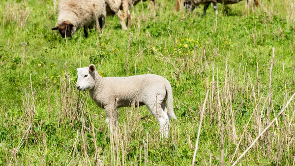 Moutons Dans Une Prairie Parc National Elbe — Photo